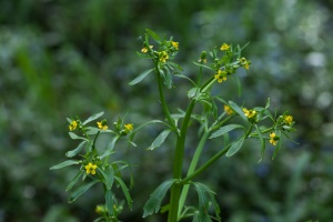Ranunculus sceleratus L.
