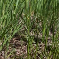 Carex vesicaria L.