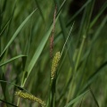 Carex vesicaria L.