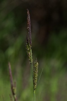 Carex elata All.