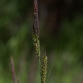 Carex elata All.