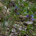 Pulmonaria australis (Murr) W.Sauer