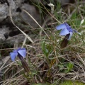 Gentiana verna L.