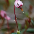 vaccinium-oxycoccos-switzerland-2.jpg