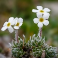 Androsace villosa L.