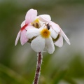 Androsace villosa L.