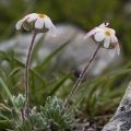 Androsace villosa L.