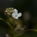 Kernera saxatilis (L.) Sweet