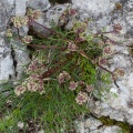 Athamanta cretensis L.