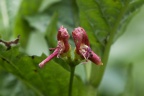 Lonicera alpigena L.