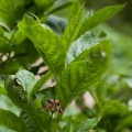 lonicera-alpigena-switzerland-2.jpg
