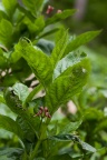 Lonicera alpigena L.