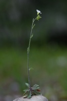 Arabidopsis arenosa (L.) Lawalrée