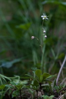 Saxifraga cuneifolia L.