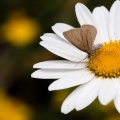 lepidoptera-sp-switzerland.jpg