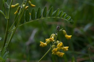 Astragalus penduliflorus Lam.
