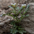Cardamine resedifolia L.