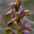 Dactylorhiza viridis (L.) R.M.Bateman  Pridgeon & M.W.Chase