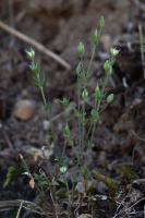 Arenaria serpyllifolia L.