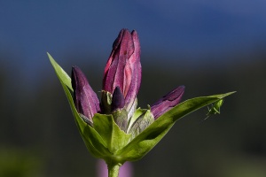 Gentiana purpurea L.