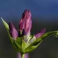 Gentiana purpurea L.
