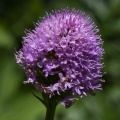 Traunsteinera globosa (L.) Rchb.