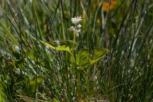 Maianthemum bifolium (L.) F.W.Schmidt