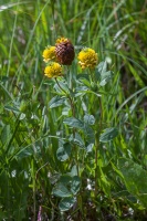 Trifolium badium Schreb.