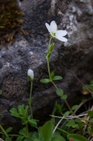 Arenaria bernensis Favarger