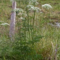 peucedanum-austriacum-switzerland.jpg