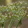Peucedanum austriacum (Jacq.) W.D.J.Koch