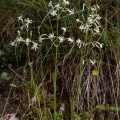 Silene nutans L.
