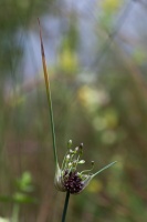 Allium carinatum L.