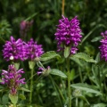 Stachys pradica (Zanted.) Greuter & Pignatti