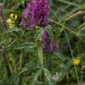 Trifolium rubens L.