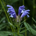Dracocephalum ruyschiana L.