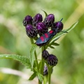 Zygaenidae  on Serratula tinctoria L.