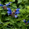 trichius-fasciatus-switzerland.jpg