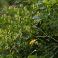 Thalictrum minus L.