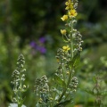 verbascum-lychnitis-switzerland.jpg