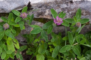 Trifolium medium L.