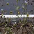 bituminaria-bituminosa-canaries-fuerteventura.jpg