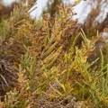 arthrocnemum-macrostachyum-canaries-fuerteventura.jpg