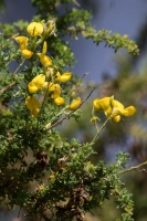 Adenocarpus viscosus (Willd.) Webb & Berthel.