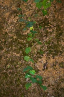 Hedera canariensis Willd.