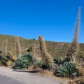 Echium wildpretii H.Pearson ex Hook.f.