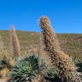 Echium wildpretii H.Pearson ex Hook.f.