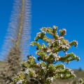 Echium wildpretii H.Pearson ex Hook.f.