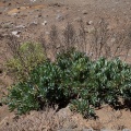 Echium gentianoides Webb ex Coincy