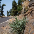 bupleurum-salicifolium-canaries-la-palma.jpg
